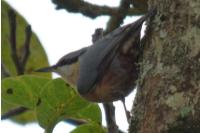 Sitta europaea