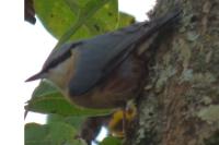 Sitta europaea