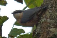 Sitta europaea