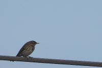 Anthus pratensis