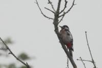 Dendrocopos major