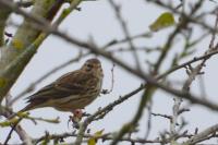 Anthus pratensis