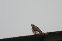 Accipiter nisus