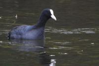 Fulica atra