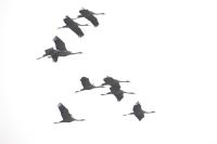Grus grus