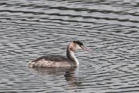 Podiceps cristatus