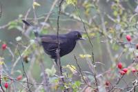 Turdus merula