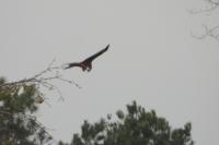 Milvus milvus