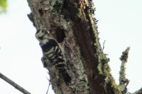 Dendrocopos minor