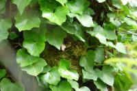 Troglodytes troglodytes