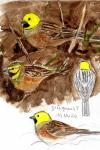 Emberiza cirlus