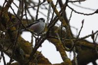 Aegithalos caudatus