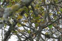 Regulus ignicapilla