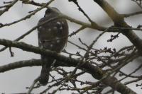 Accipiter nisus