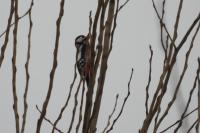 Dendrocopos major