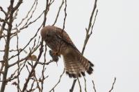 Falco tinnunculus