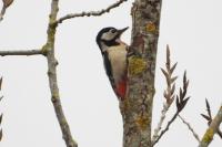 Dendrocopos major