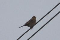 Emberiza schoeniclus