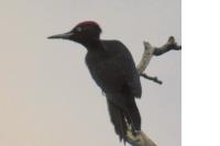 Dryocopus martius