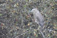 Nycticorax nycticorax