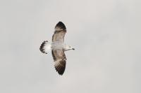 Larus michahellis