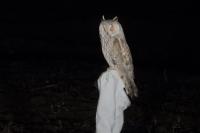 Asio otus