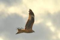 Milvus milvus