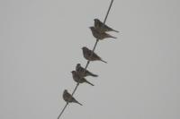 Turdus viscivorus