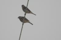 Turdus viscivorus