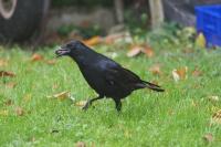 Corvus corone