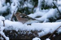 Fringilla coelebs
