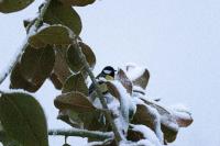 Parus major