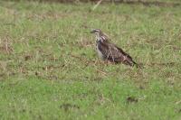 Buteo buteo