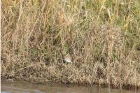 Gallinago gallinago