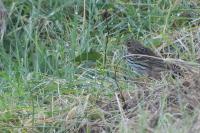 Anthus pratensis