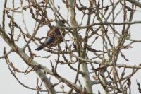 Turdus pilaris