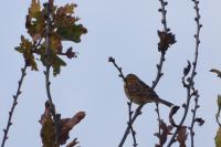Emberiza citrinella