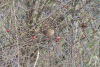 Troglodytes troglodytes