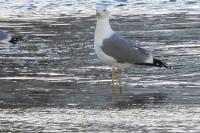 Larus michahellis