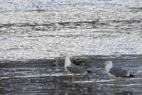 Larus michahellis