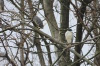 Nycticorax nycticorax
