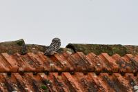 Athene noctua