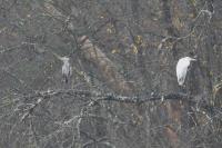 Ardea alba
