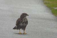 Buteo buteo