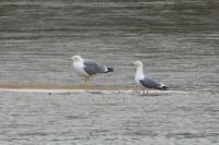 Larus michahellis