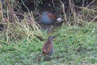 Rallus aquaticus