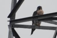 Falco peregrinus