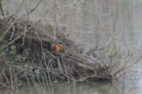 Alcedo atthis