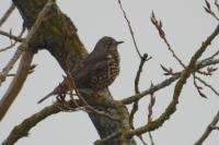Turdus philomelos