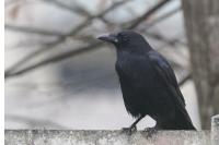 Corvus corone